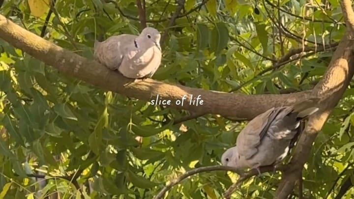 Post 1 by Shilpi Barman on Instagram (video)