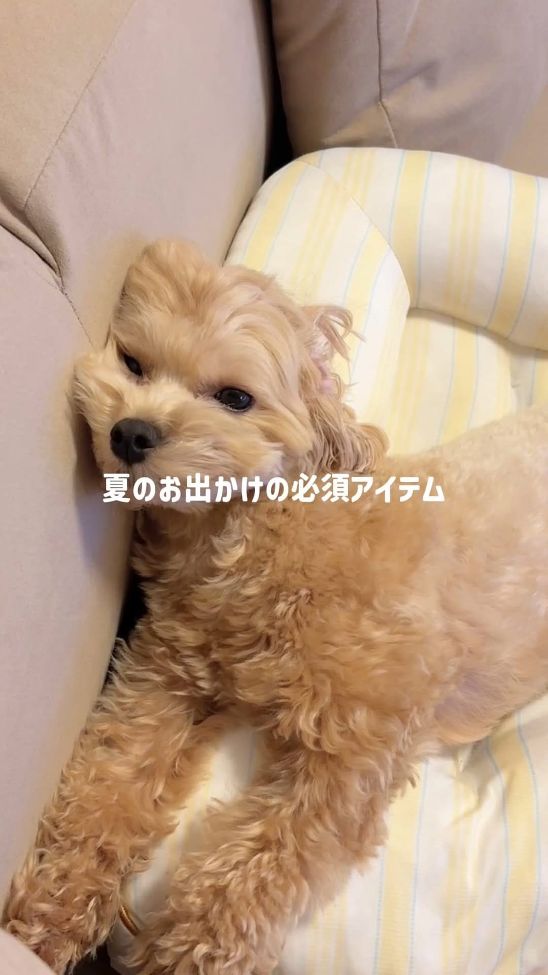 Post 10 by RADICA🐶 on Instagram (video)