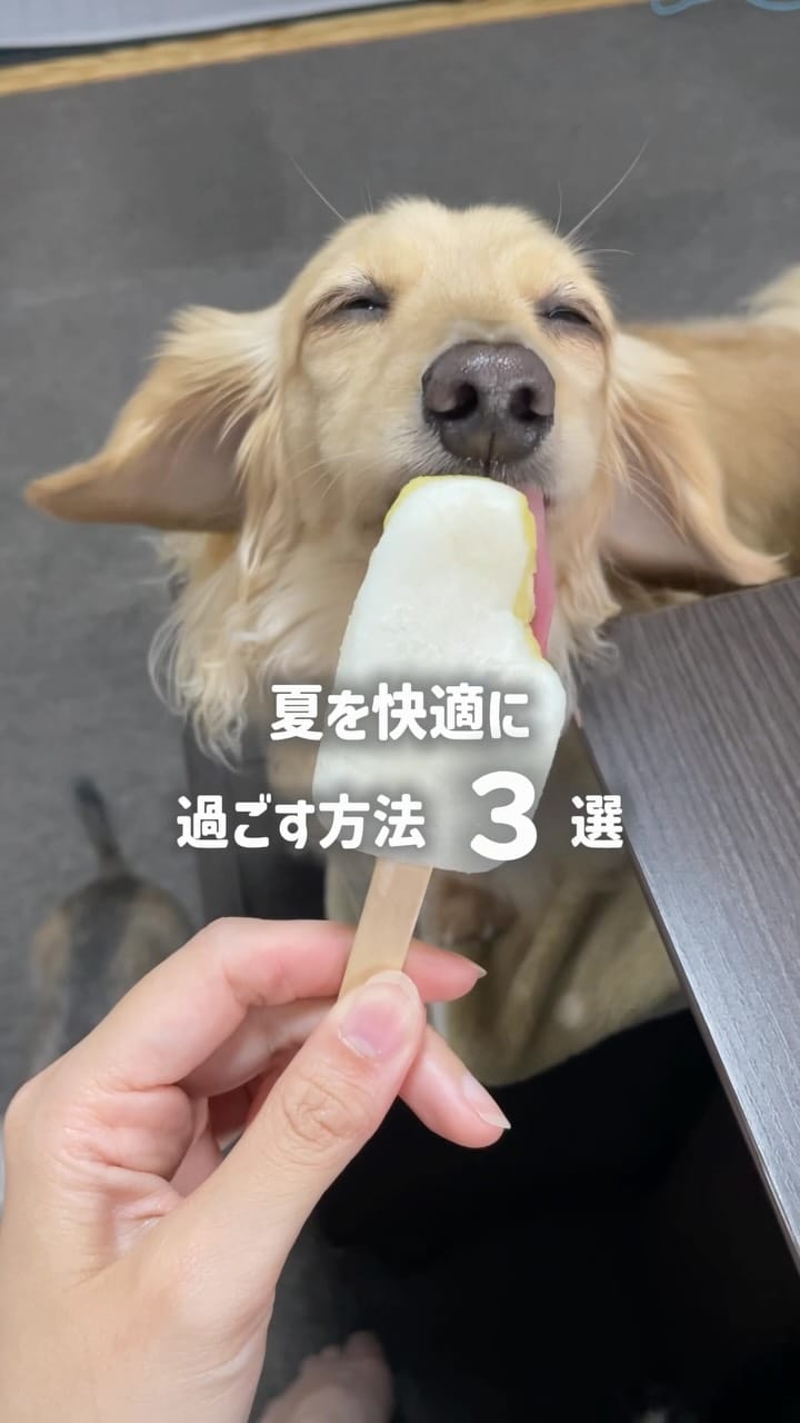 Post 6 by RADICA🐶 on Instagram (video)