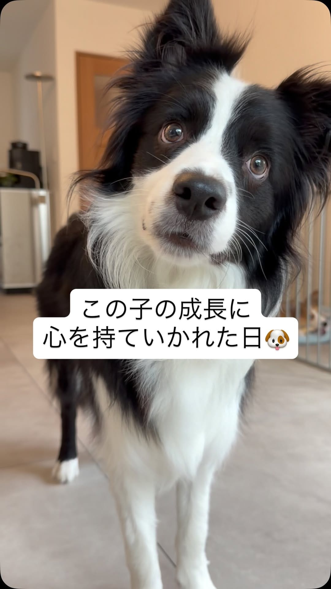 Post 8 by RADICA🐶 on Instagram (video)