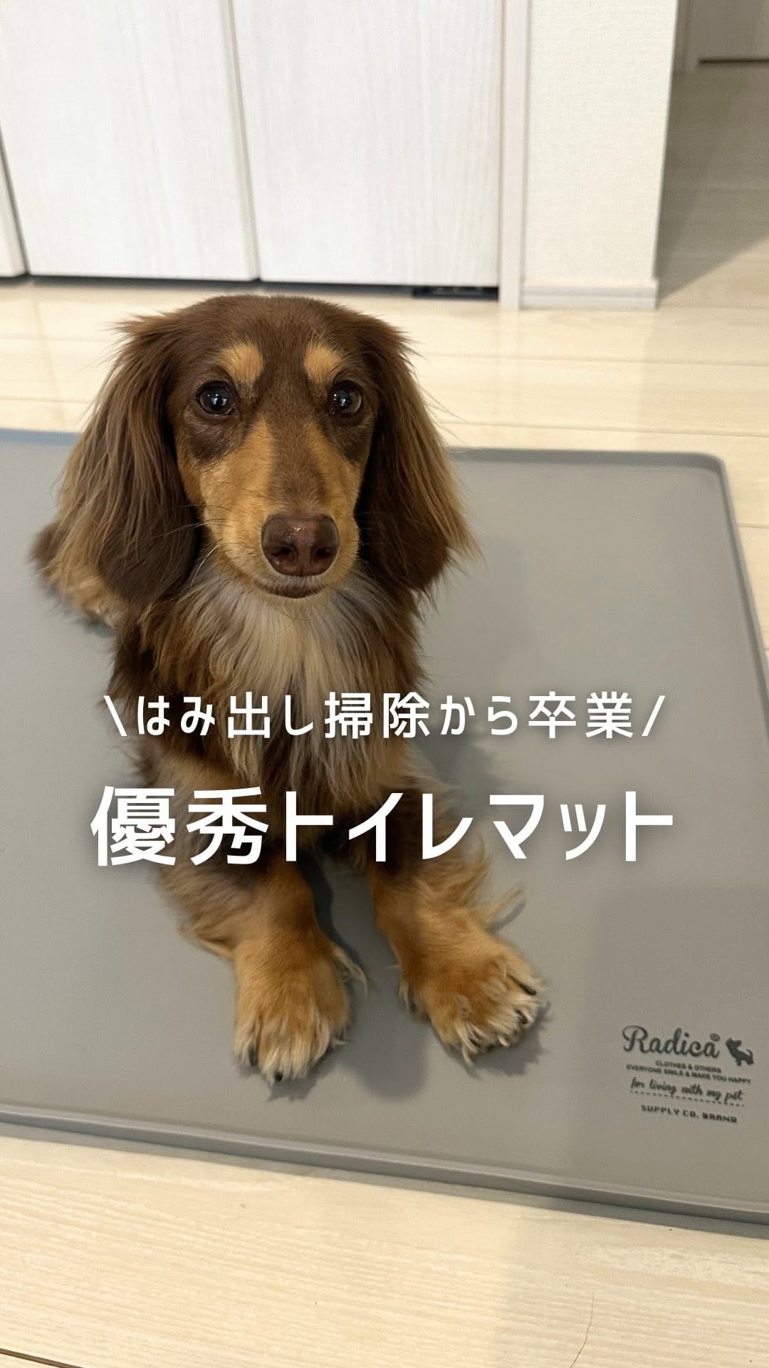 Post 7 by RADICA🐶 on Instagram (video)