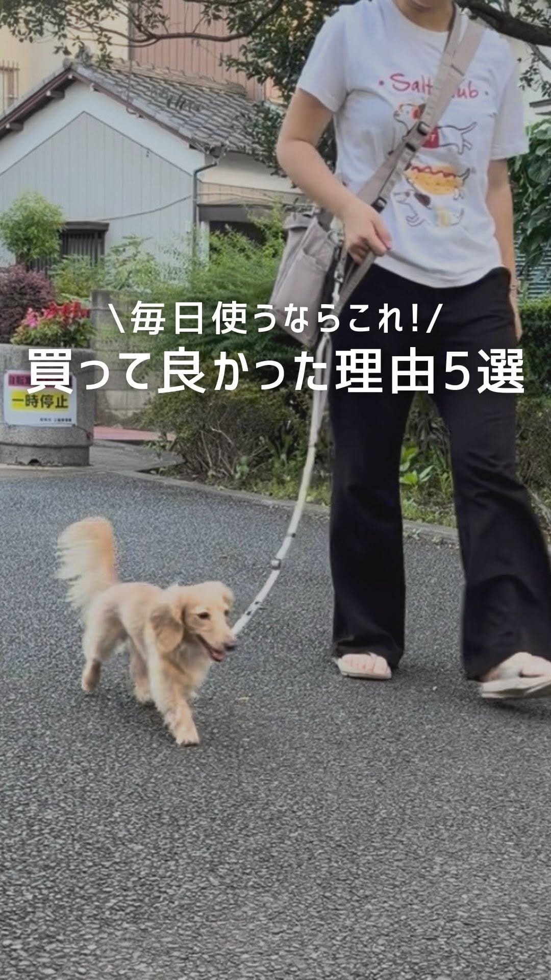 Post 2 by RADICA🐶 on Instagram (video)