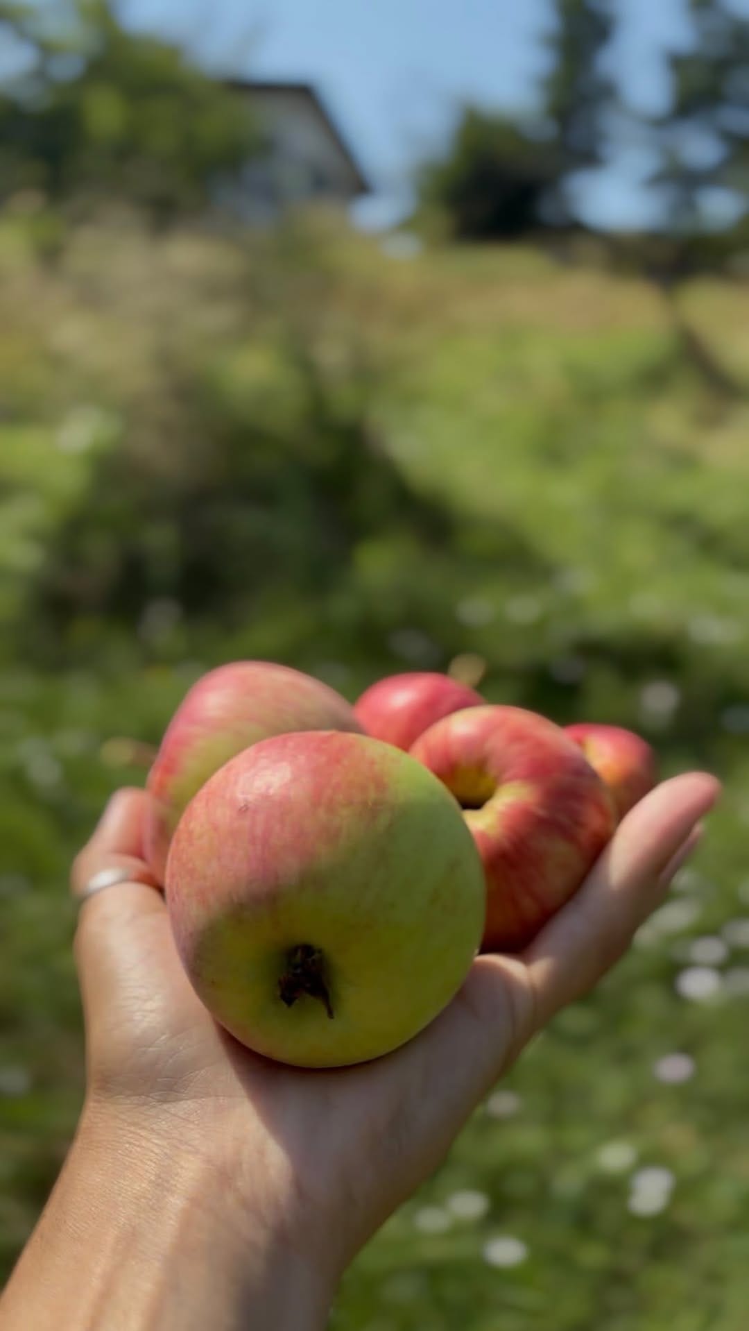 Post 2 by Valeria e le donne di Cà Versa® on Instagram (video)