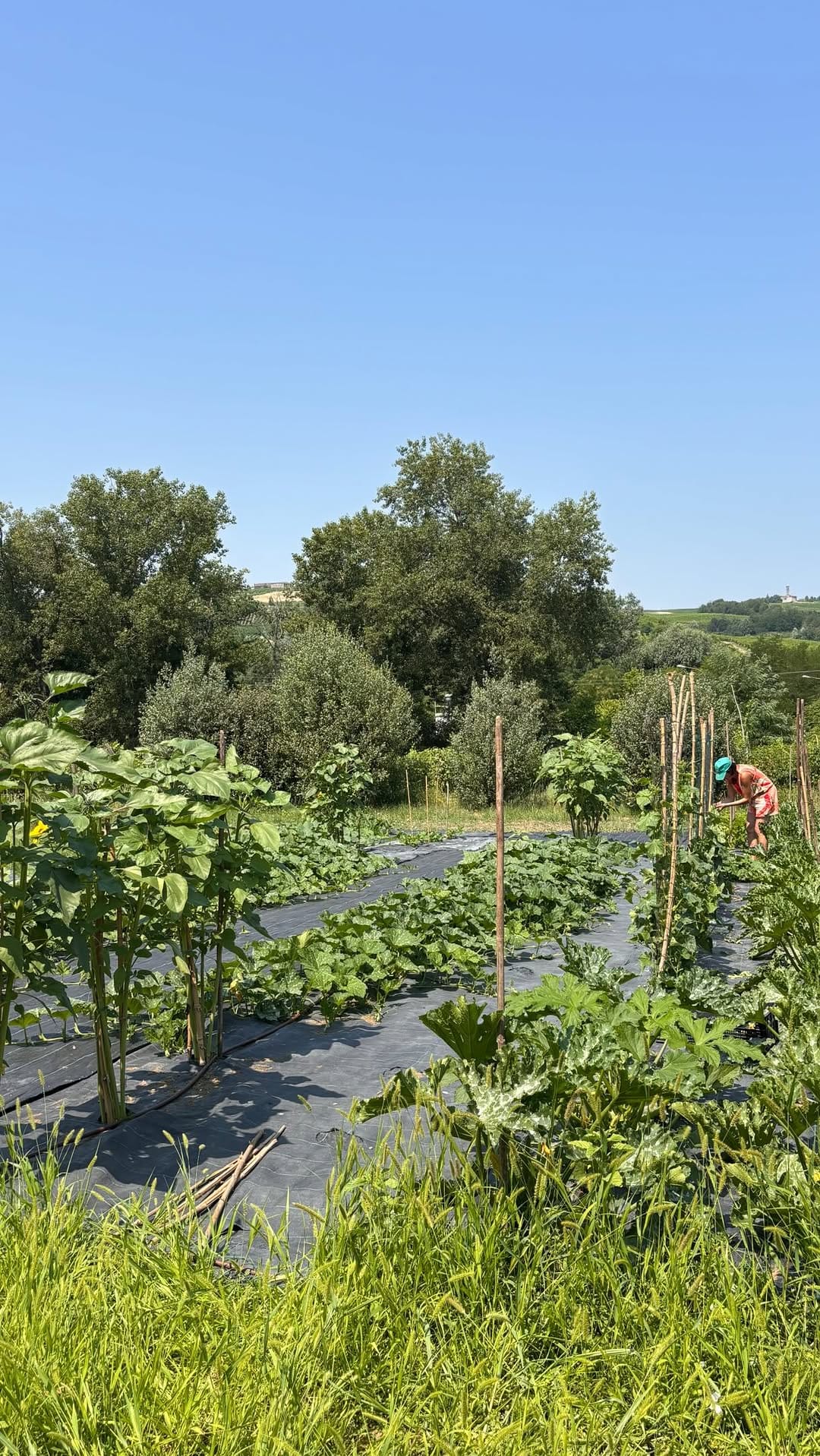 Post 5 by Valeria e le donne di Cà Versa® on Instagram (video)