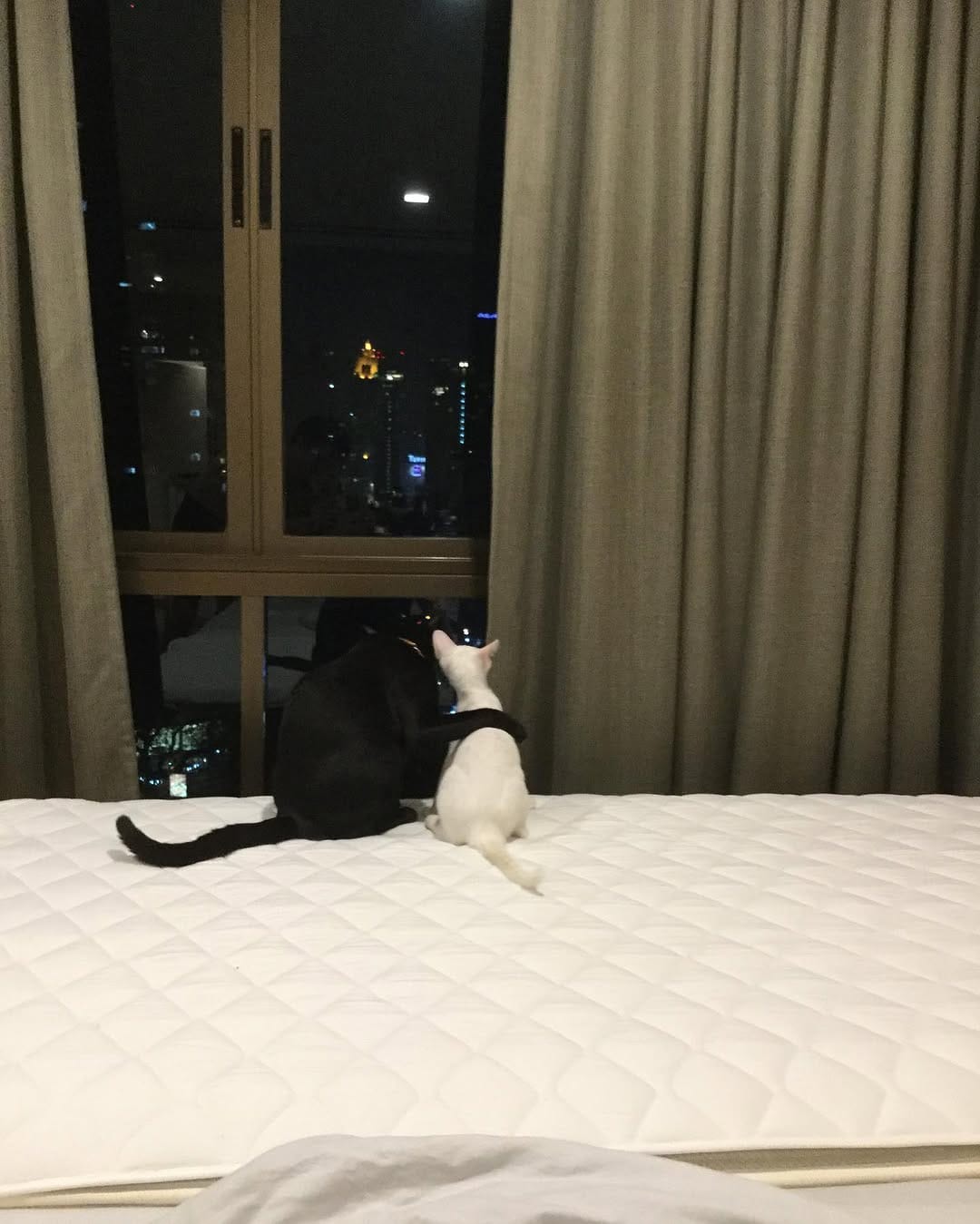 Post 1 by Smart Cat on Instagram (image)