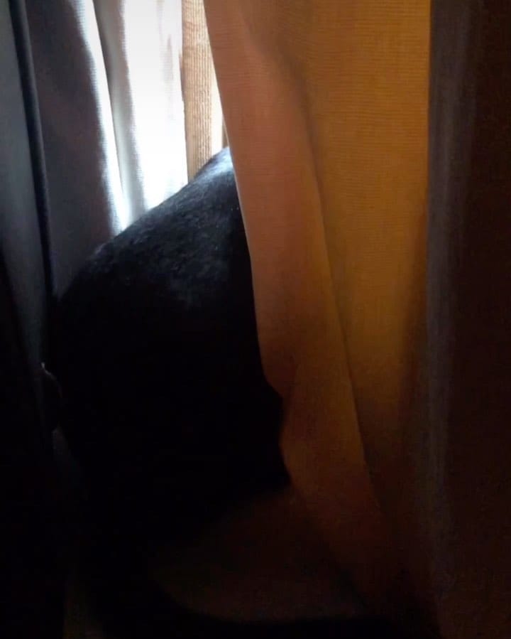 Post 3 by Smart Cat on Instagram (video)