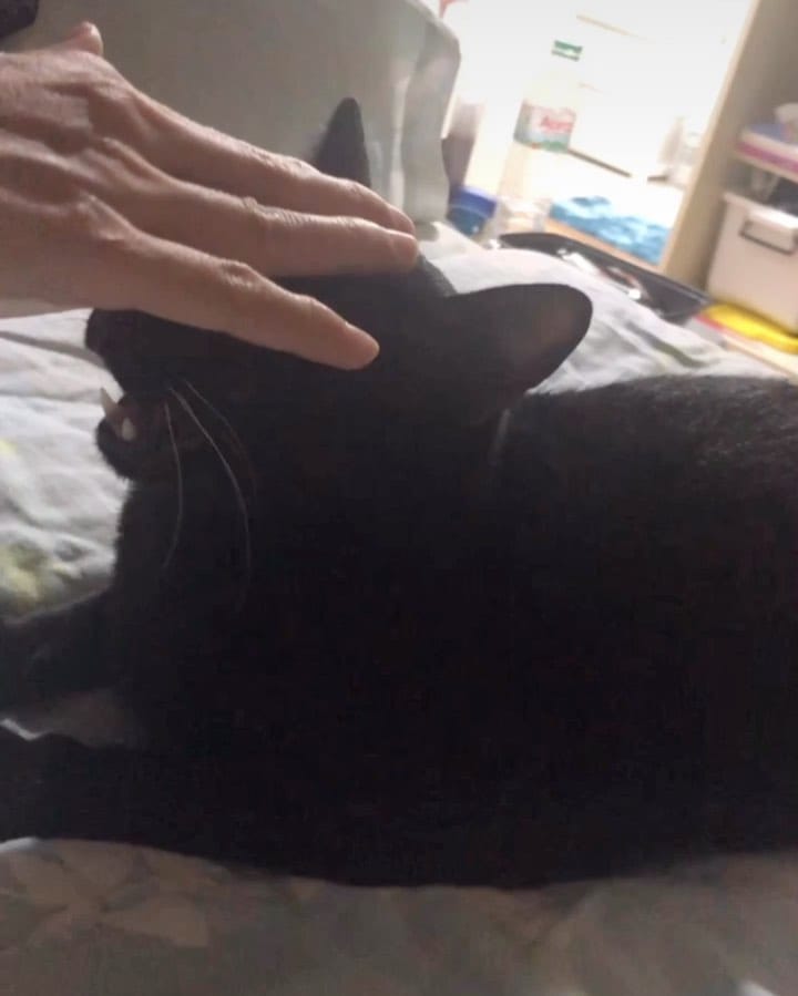 Post 2 by Smart Cat on Instagram (video)