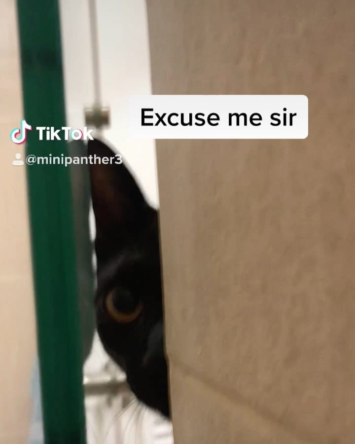 Post 5 by Smart Cat on Instagram (video)