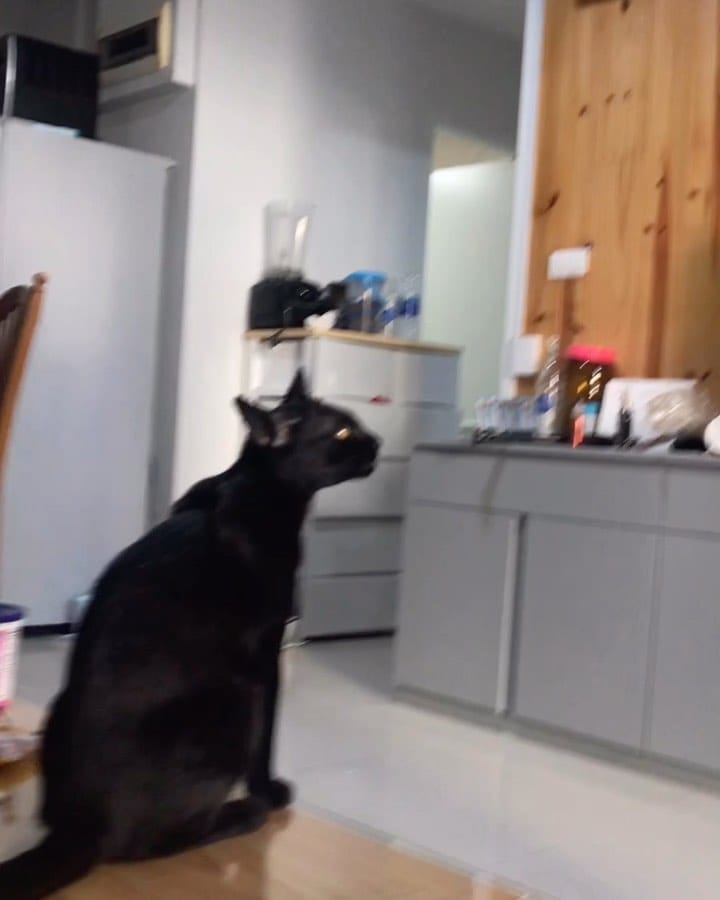 Post 10 by Smart Cat on Instagram (video)