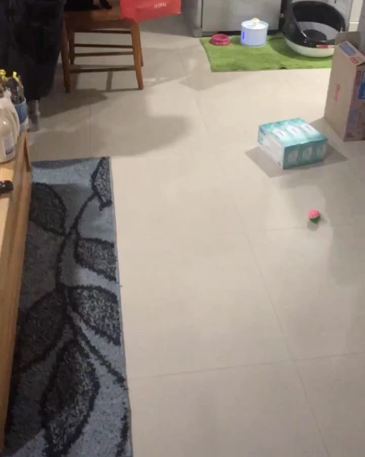 Post 8 by Smart Cat on Instagram (video)