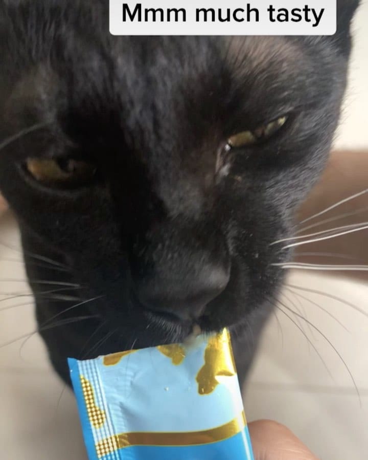 Post 9 by Smart Cat on Instagram (video)