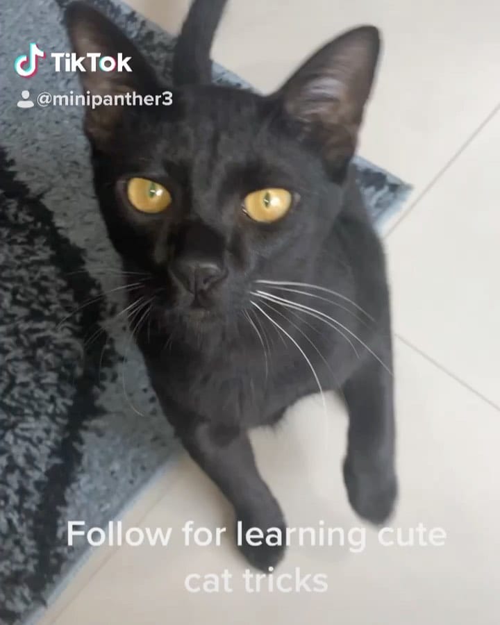 Post 6 by Smart Cat on Instagram (video)
