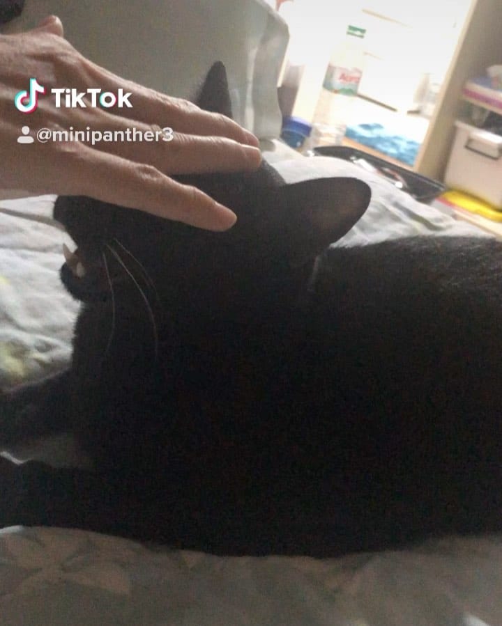 Post 7 by Smart Cat on Instagram (video)