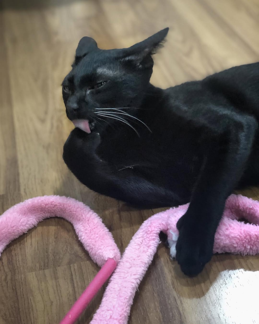 Post 4 by Smart Cat on Instagram (image)