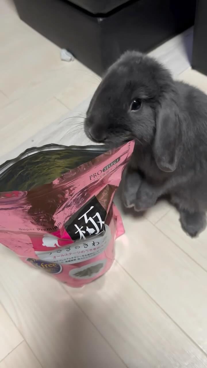 Post 4 by rino sasaki on Instagram (video)