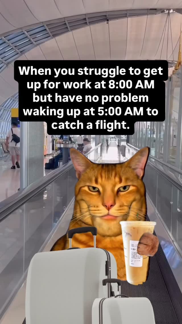 Post 5 by DieselCat | Memes on Instagram (video)