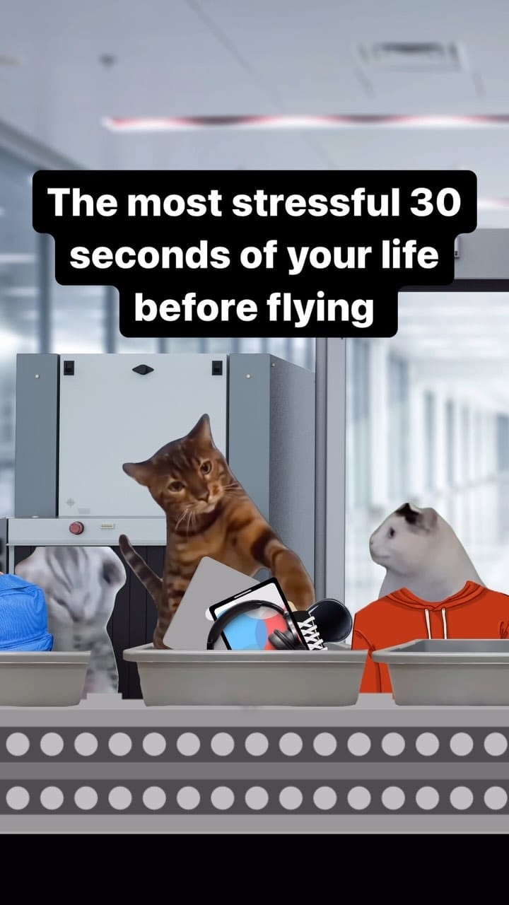 Post 10 by DieselCat | Memes on Instagram (video)