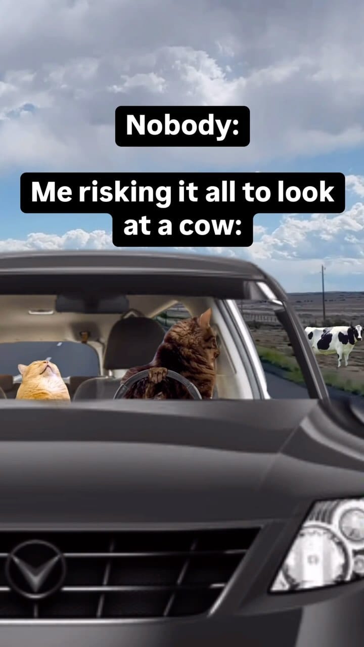 Post 8 by DieselCat | Memes on Instagram (video)
