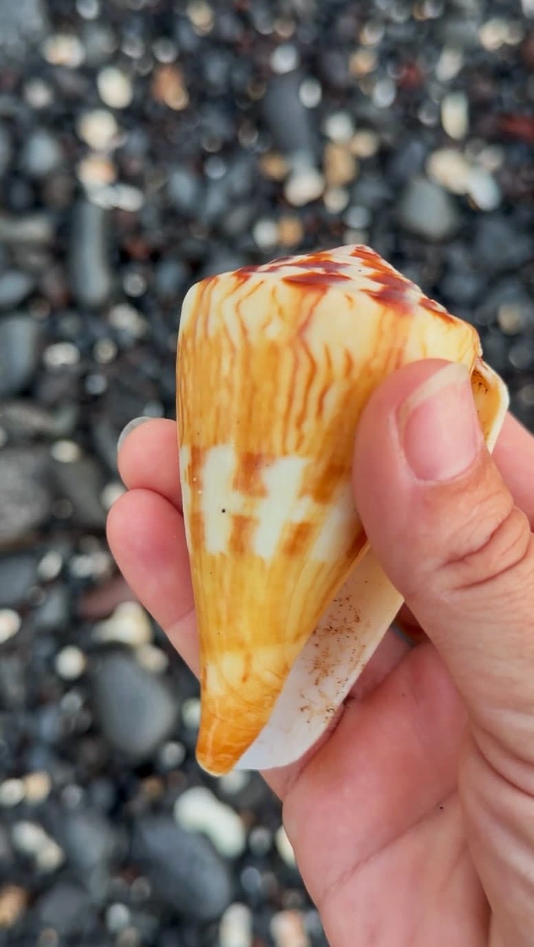 Post 8 by 🌺MauiBelle🌿🐚 on Instagram (video)