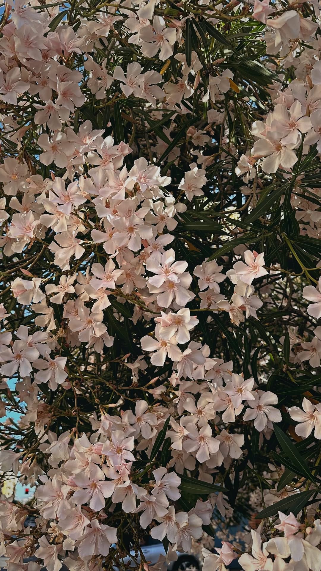 Post 7 by 𝐑𝐨𝐛𝐞𝐫𝐭𝐚 𝐑𝐨𝐝𝐨𝐥𝐢𝐜𝐨 on Instagram (video)