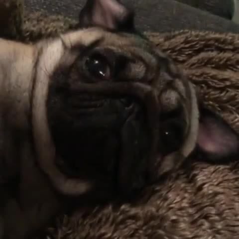 Post 4 by Pugcenter on Instagram (video)