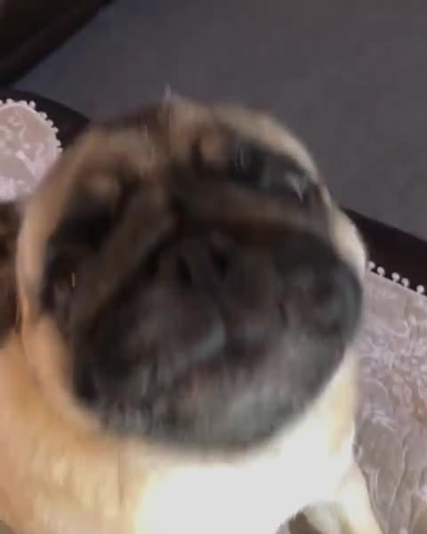 Post 1 by Pugcenter on Instagram (video)