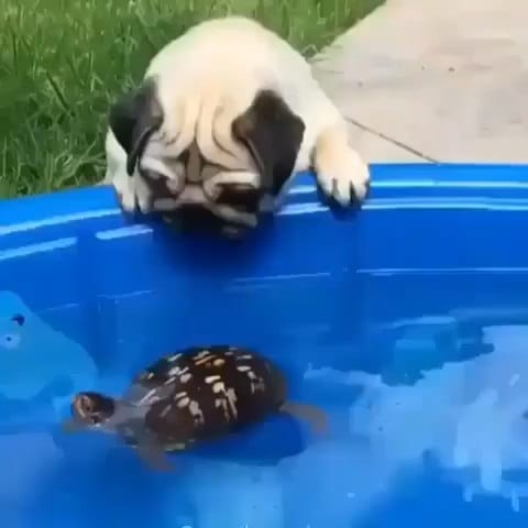 Post 9 by Pugcenter on Instagram (video)