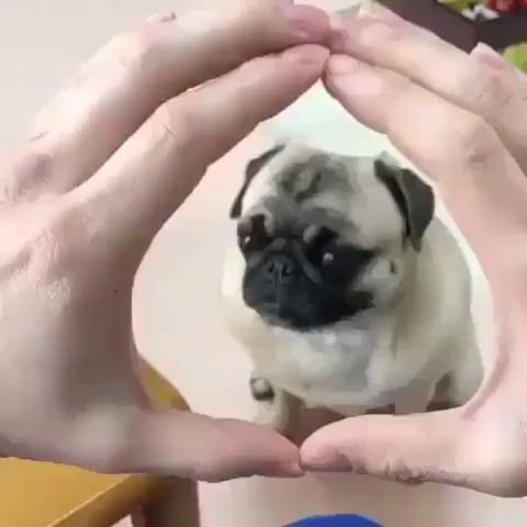Post 7 by Pugcenter on Instagram (video)