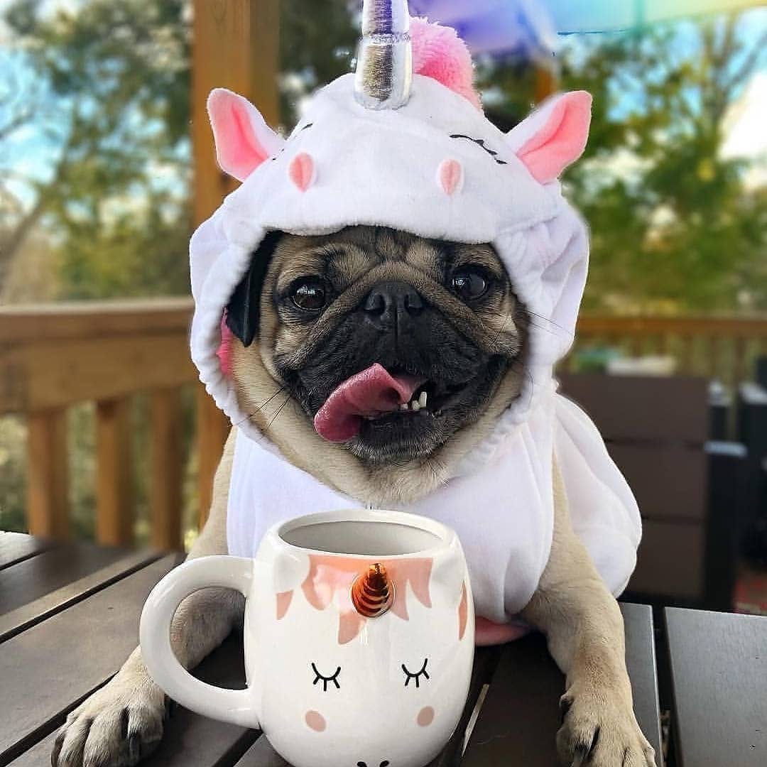 Post 8 by Pugcenter on Instagram (image)