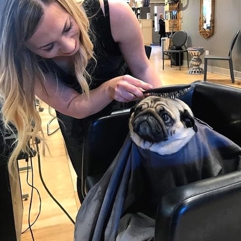 Post 5 by Pugcenter on Instagram (image)