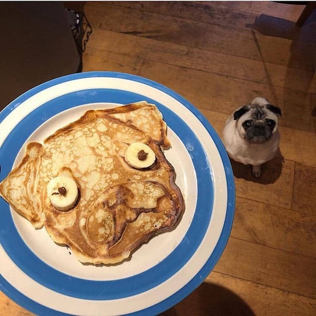 Post 10 by Pugcenter on Instagram (image)