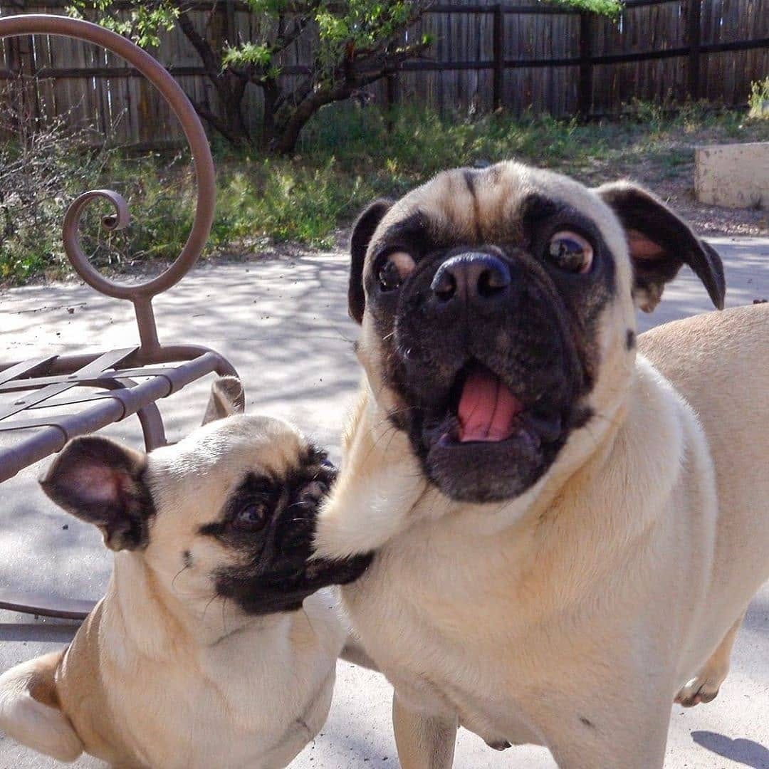 Post 6 by Pugcenter on Instagram (image)