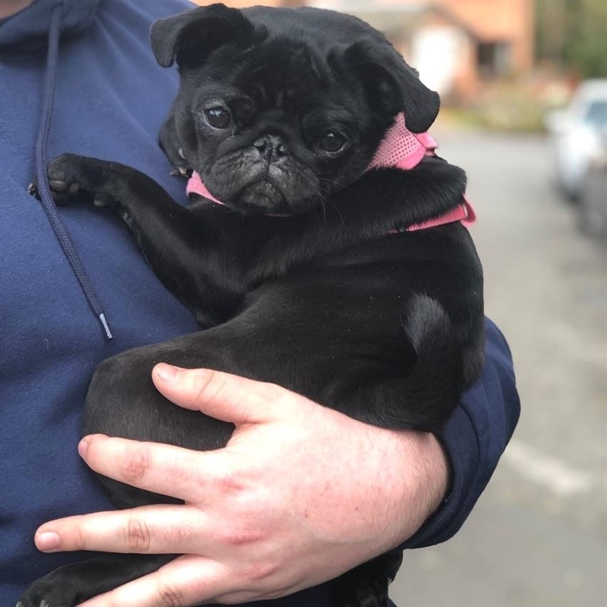 Post 3 by Pugcenter on Instagram (image)
