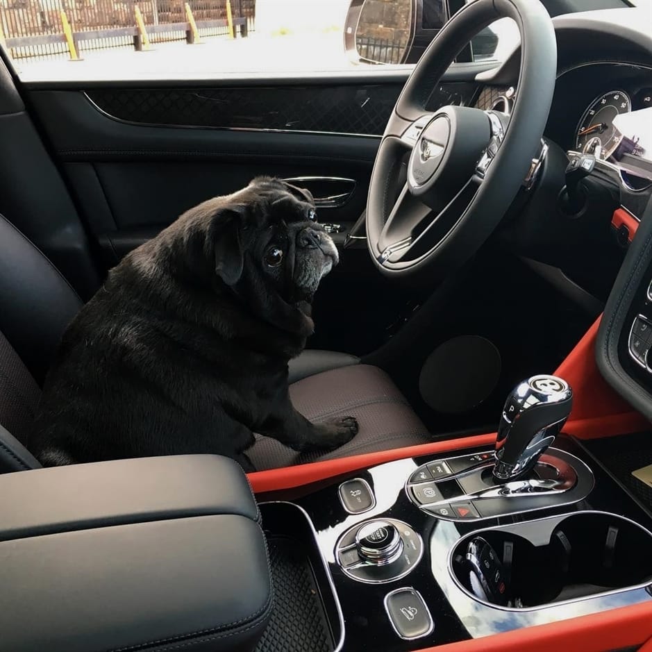 Post 2 by Pugcenter on Instagram (image)