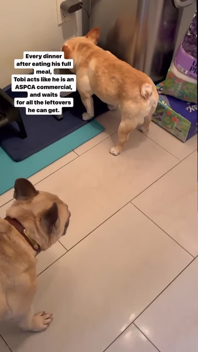 Post 9 by Alfie🛹🍿 on Instagram (video)
