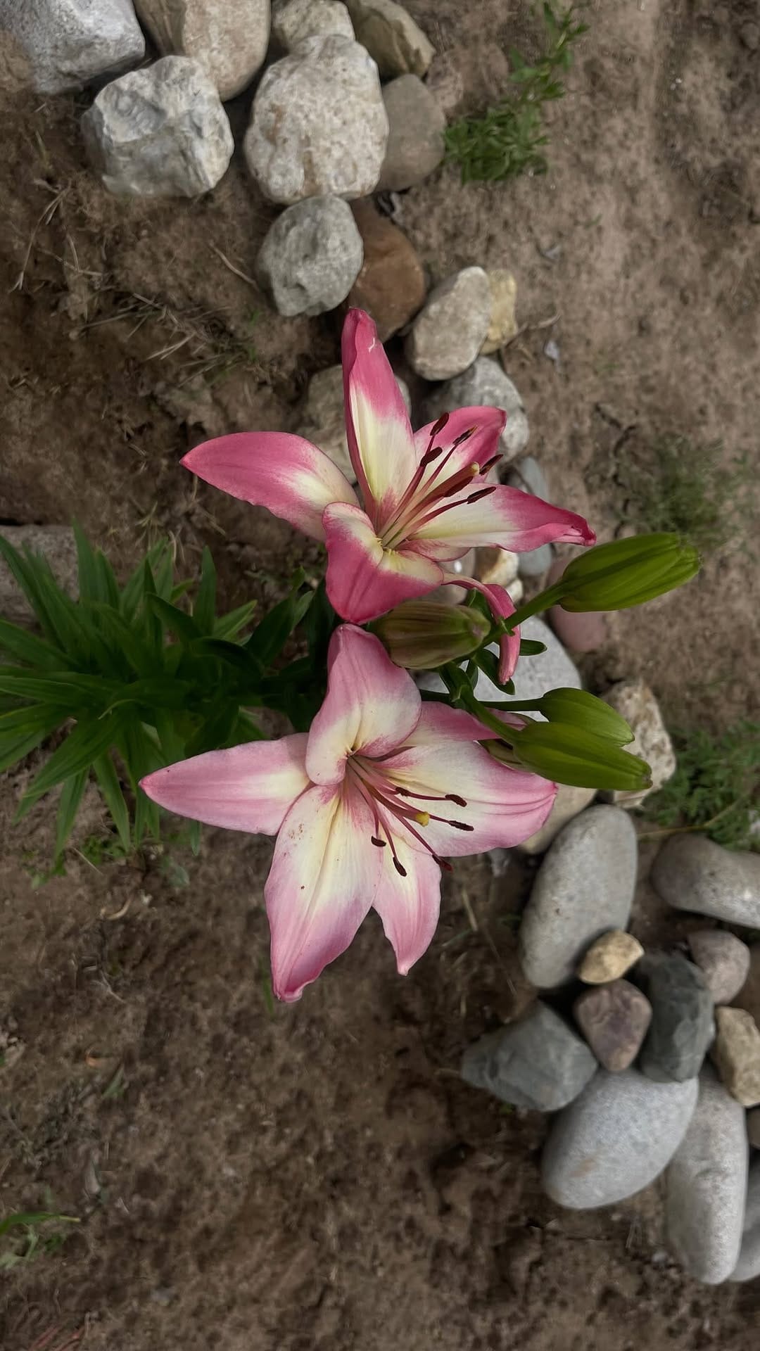 Post 6 by Laura brown on Instagram (video)