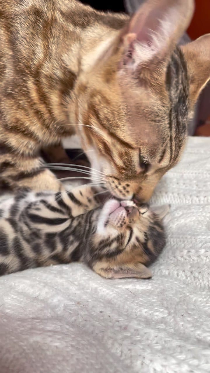 Post 10 by Jafar and his family 🐾 on Instagram (video)