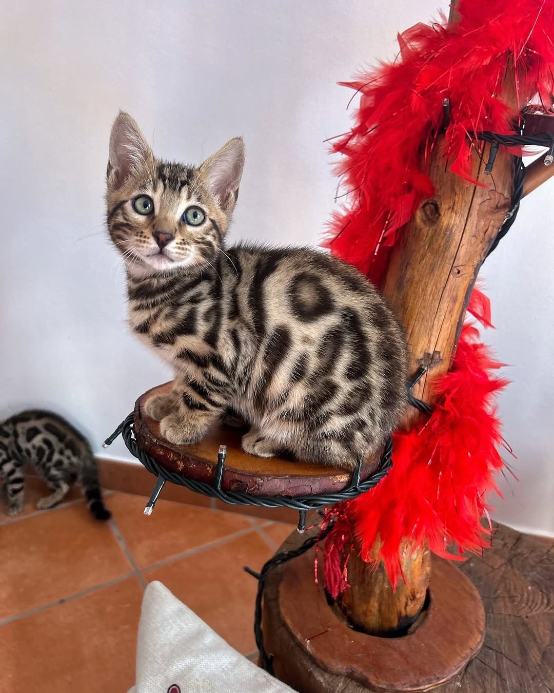Post 7 by Jafar and his family 🐾 on Instagram (carousel)