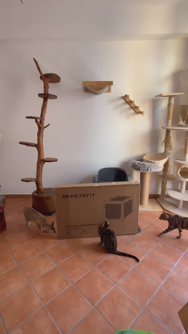 Post 4 by Jafar and his family 🐾 on Instagram (video)