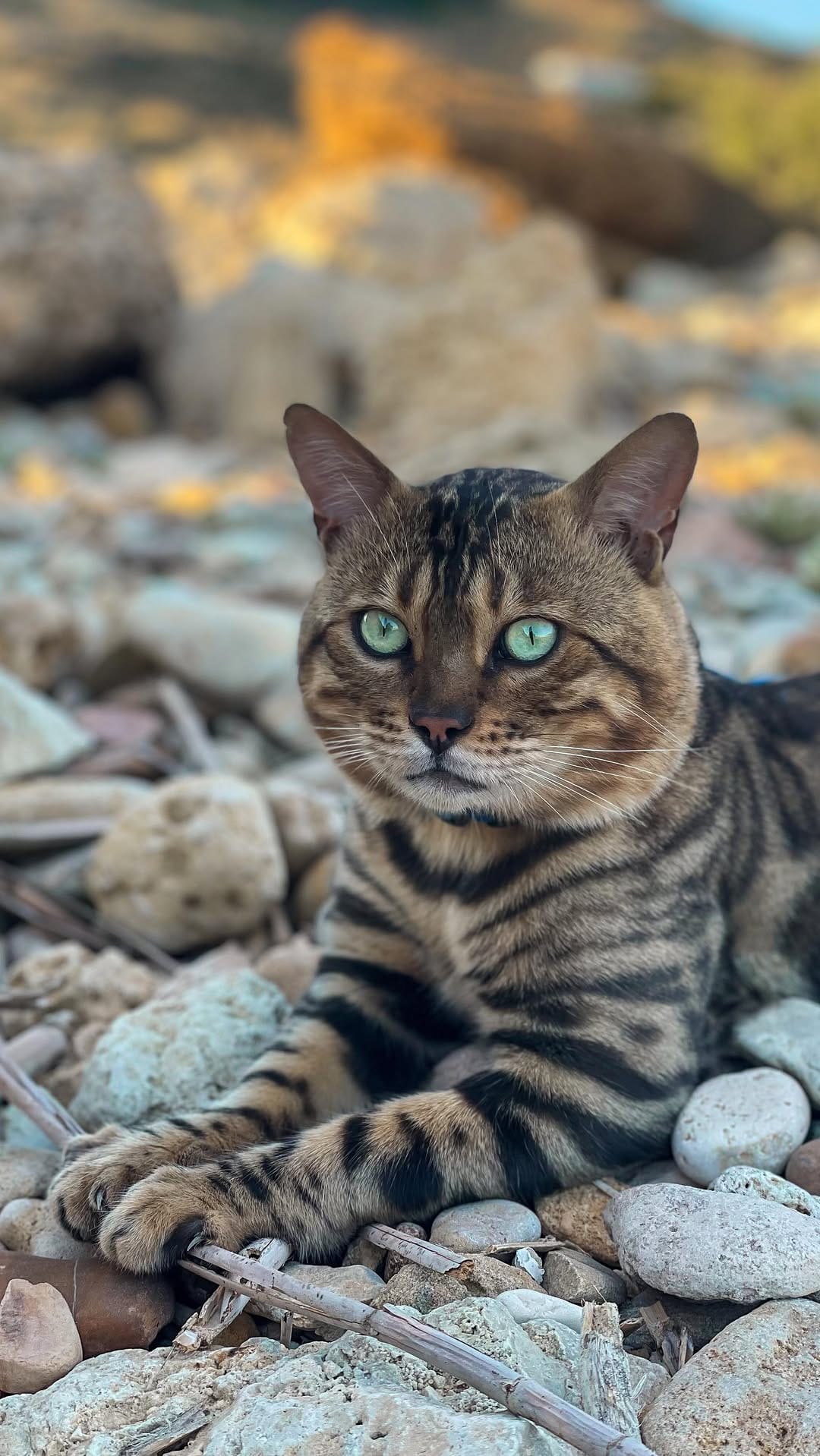 Post 9 by Jafar and his family 🐾 on Instagram (video)