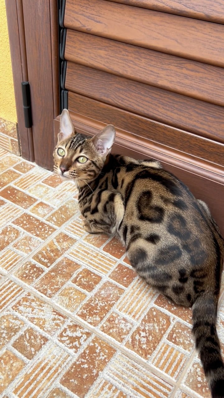 Post 3 by Jafar and his family 🐾 on Instagram (video)