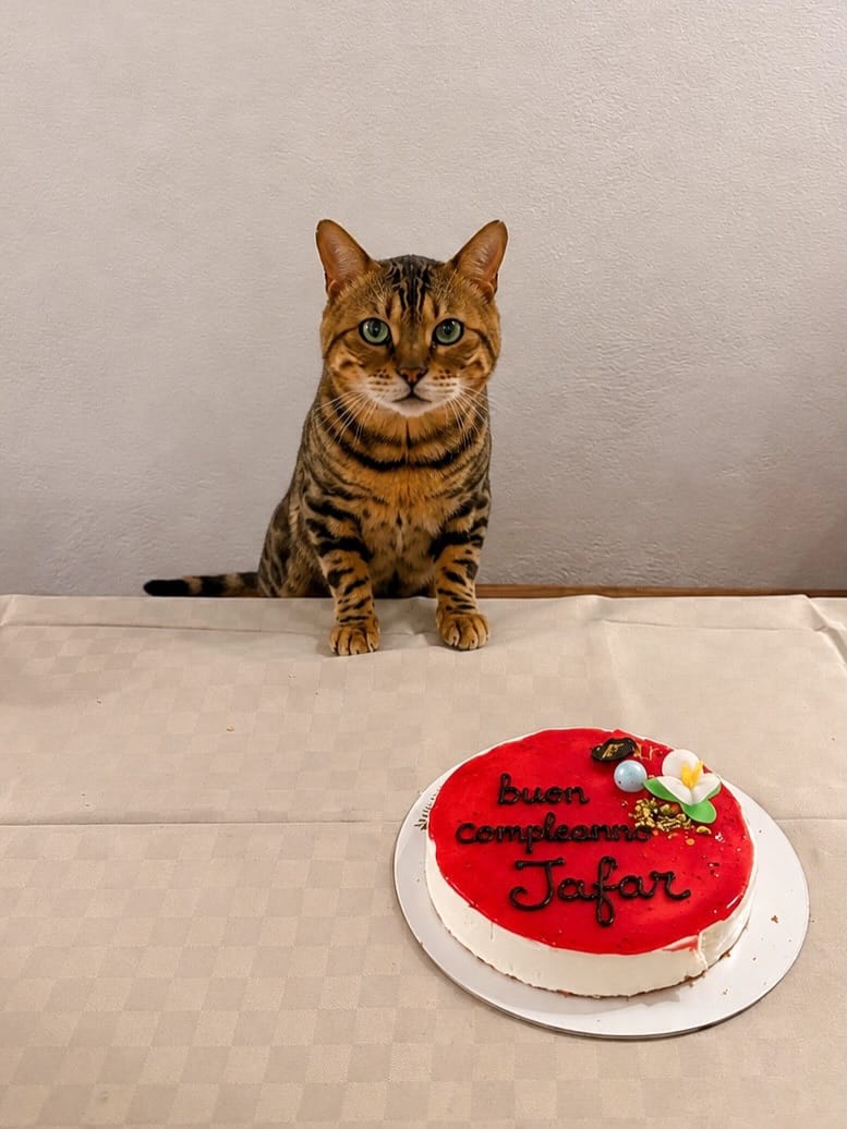Post 2 by Jafar and his family 🐾 on Instagram (carousel)