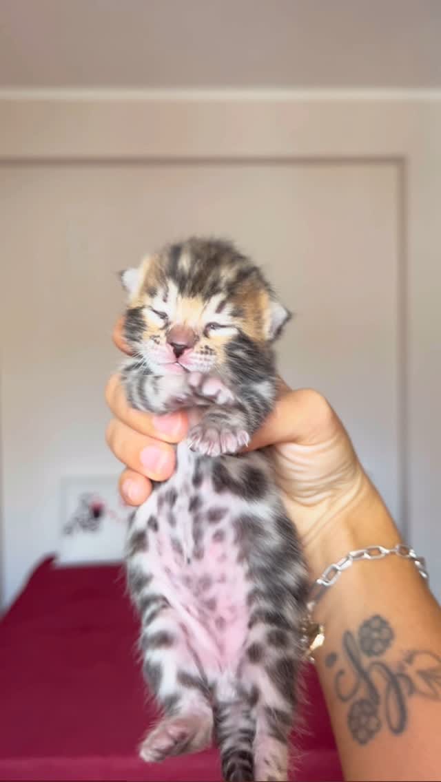 Post 6 by Jafar and his family 🐾 on Instagram (video)
