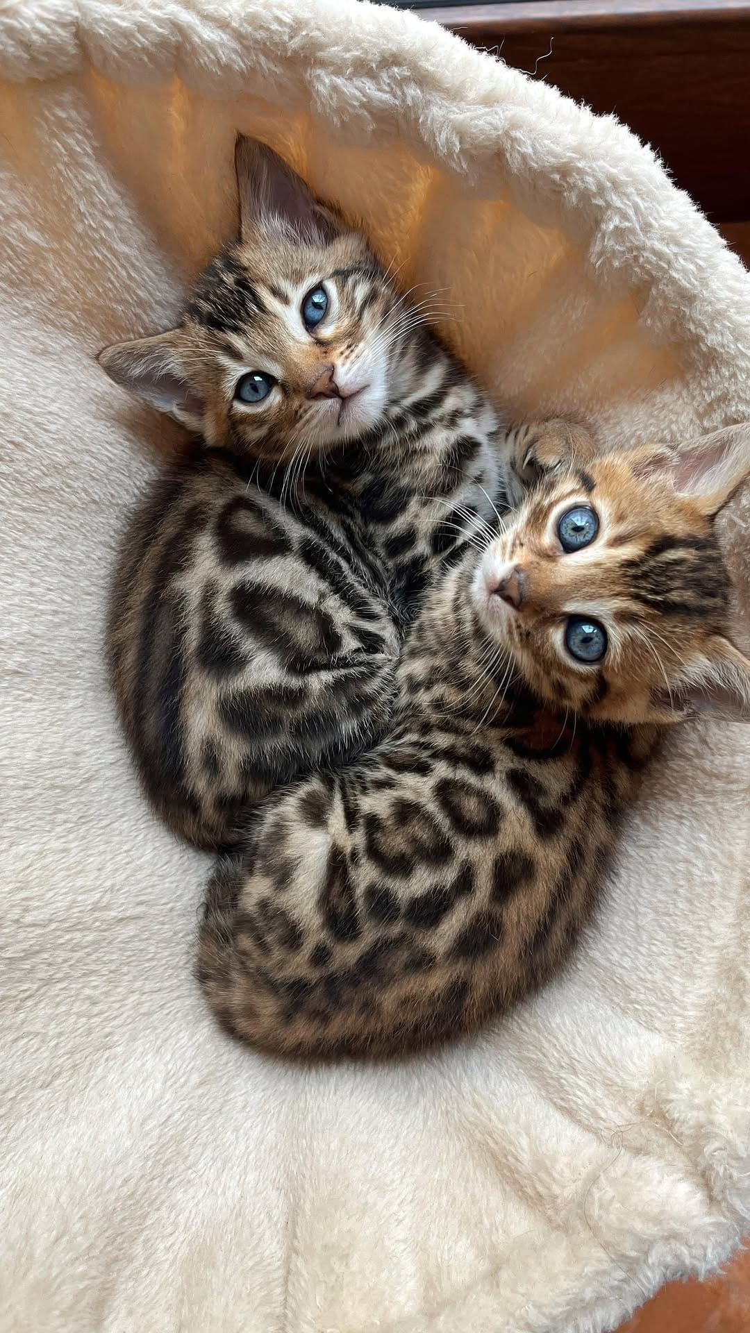Post 8 by Jafar and his family 🐾 on Instagram (video)