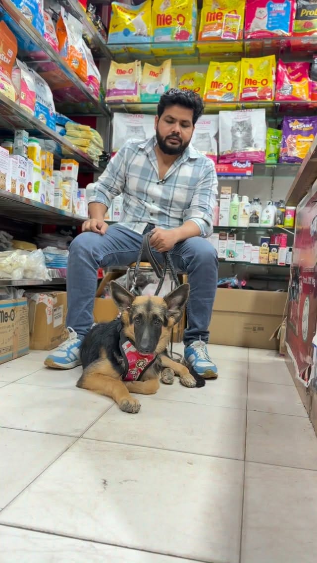 Post 2 by Royal Pet Mart | Pet Store Gwalior on Instagram (video)