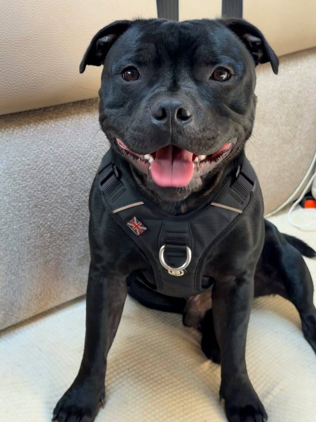 Post 1 by Boulder, Harley & Rocky | A Boy and His Dogs ♡ on Instagram (image)