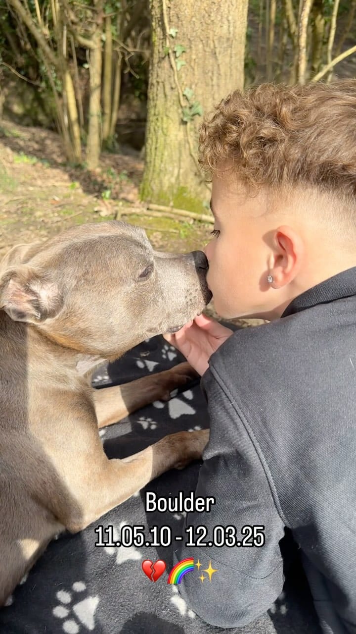 Post 10 by Boulder, Harley & Rocky | A Boy and His Dogs ♡ on Instagram (video)