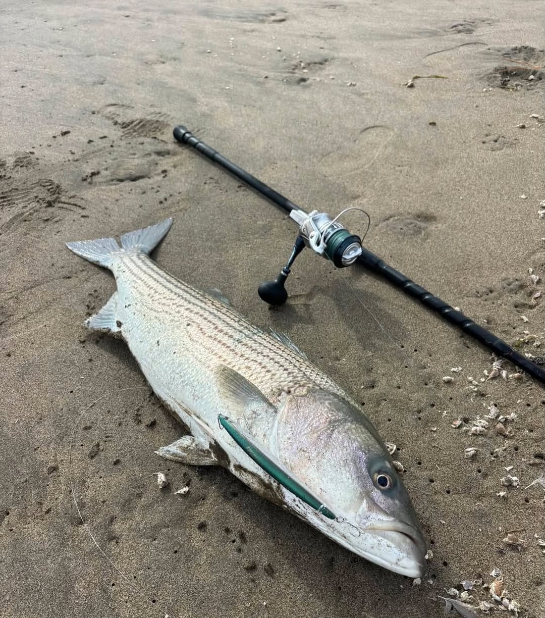 Post 4 by ODM RODS on Instagram (image)
