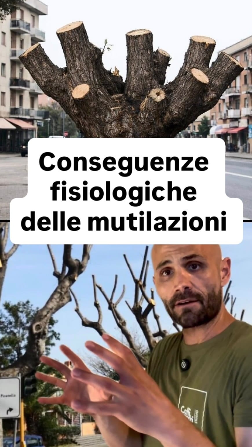 Post 3 by Agronomo Nicola Caffi Avogadri on Instagram (video)