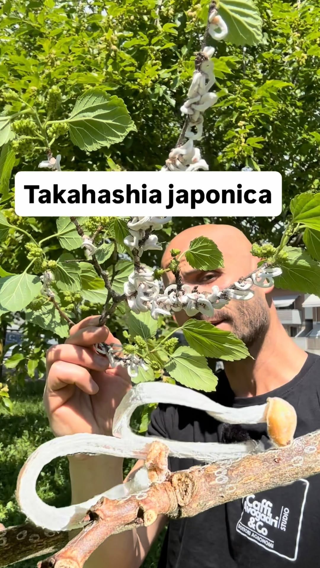 Post 4 by Agronomo Nicola Caffi Avogadri on Instagram (video)